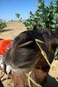 jaisalmer23.jpg