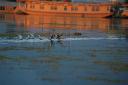 srinagar10.jpg