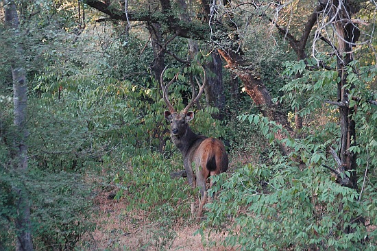 rathambore02.jpg
