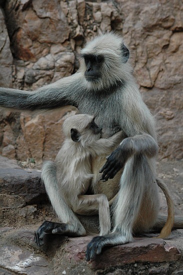 rathambore03.jpg