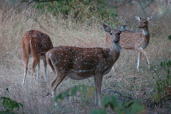 rathambore05.jpg