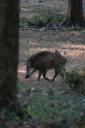 rathambore07.jpg