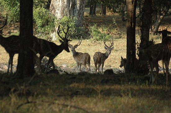 rathambore08.jpg