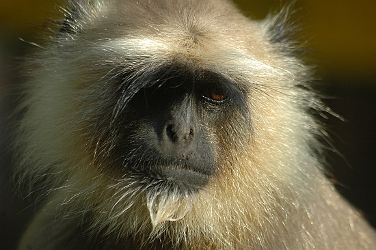 rathambore09.jpg