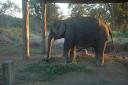 sauraha03.jpg