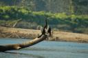 sauraha12.jpg