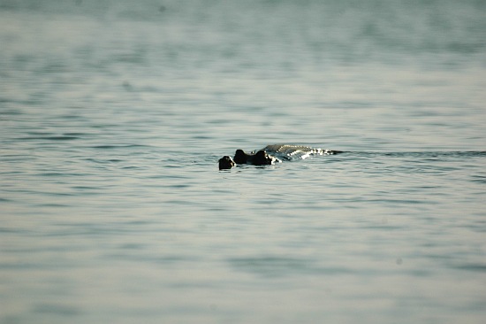 sauraha13.jpg