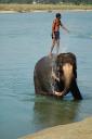sauraha16.jpg