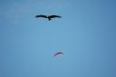 paraglider08.jpg